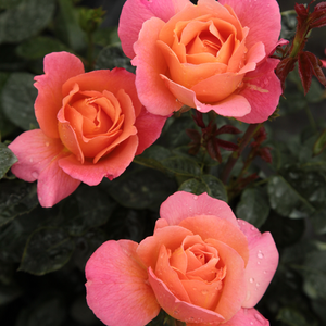 Narancssárga - virágágyi floribunda rózsa